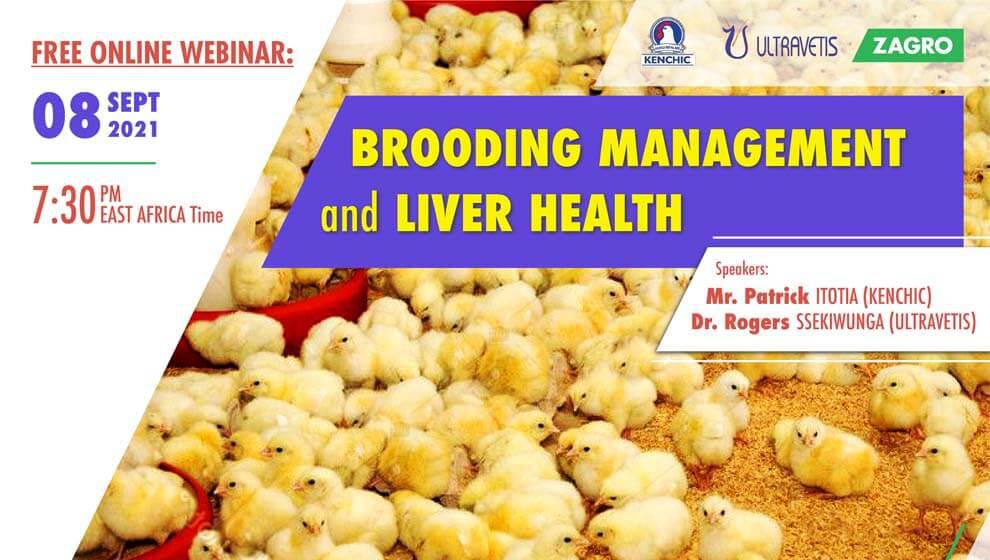 Brooding Management and Liver Health
